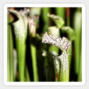 Pitcher Plants Sticker